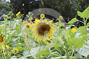 sunflowers at the flower park tempat