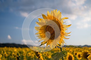 Sunflowers flowers. Landscape from a sunflower farm.