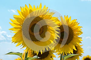 Sunflowers flowers. Landscape from a sunflower farm. A field of sunflowers high in the mountain.