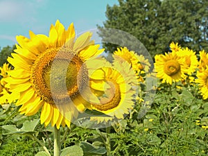 Sunflowers with focus on left side