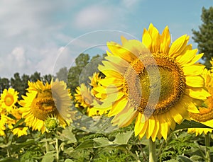 Sunflowers with focus on right side
