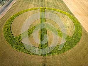 Sunflowers form a peace sign a field of sunflowers as a peace symbol