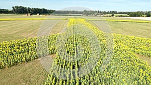 Sunflowers form a peace sign a field of sunflowers as a peace symbol