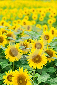 Sunflowers in full bloom, Jilin, China