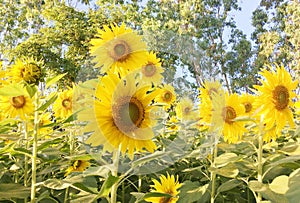 Sunflowers full blossom in the field of eucalyptus trees.