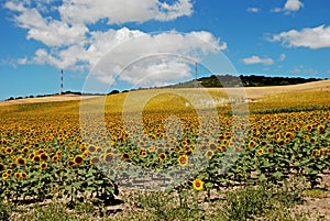 Sunflower field, Medina Sidonia, Andalusia. photo