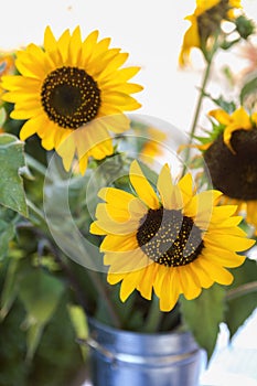 Sunflowers in a Galvanized Can