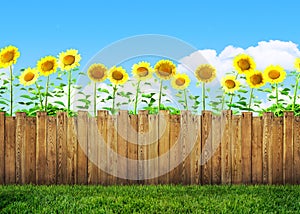 Sunflowers in garden and backyard fence with grass