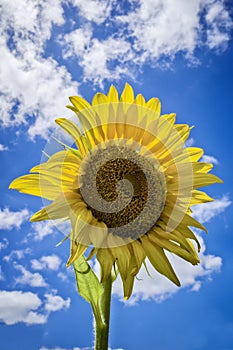 sunflowers in the garden, flowers image