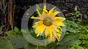Sunflower from the garden of Igueste de San Andres, on the island of Tenerife photo