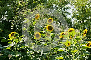 Sunflowers in garden on sunny summer day