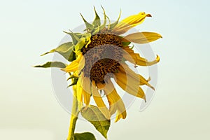 Sunflowers get their name because the flower heads turn toward the path of the sun each day