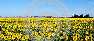 Sunflowers and good summer day