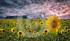 Sunflowers on the Gower peninsula