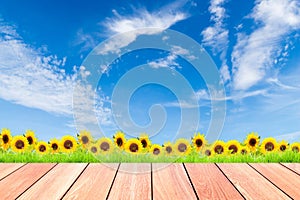 Sunflowers with green grass against blue sky background and plank wood