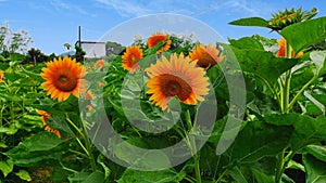 Sunflowers and green leaves on a blue sky background.