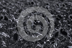 Sunflowers and green leaves, full screen