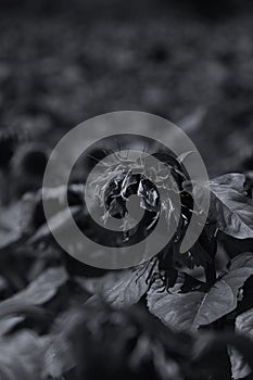 Sunflowers and green leaves, full screen