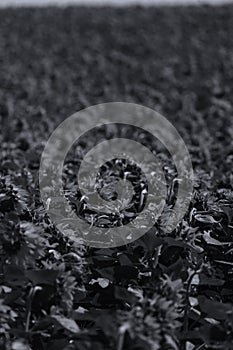 Sunflowers and green leaves, full screen