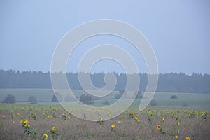 Sunflowers grew separately on a mown field as a background