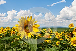 Sunflowers grow. Against the background of crops, plain, blue sky and clouds. Summer sunny day