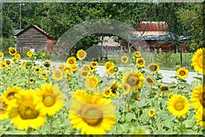 Sunflowers Grow by a Farm House