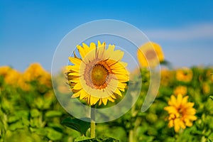sunflowers grow in the field in the summer of the background of the blue sky. Close-up