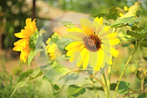 Sunflowers grow in a field on a warm sunny day.