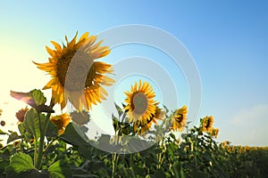 Sunflowers growing in field outdoors on sunny day