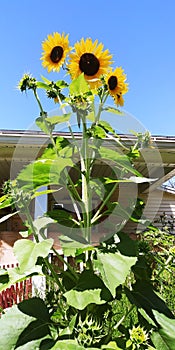 Sunflowers growing taller