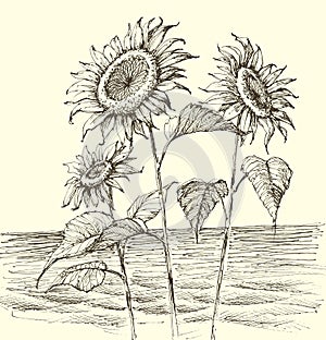 Sunflowers growing wildly on sea shore photo