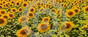 Sunflowers have always been admirable
