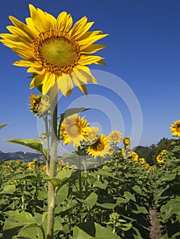 Sunflowers (Helianthus annuus) photo