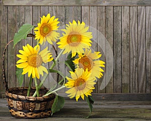 Sunflowers, Helianthus annuus photo