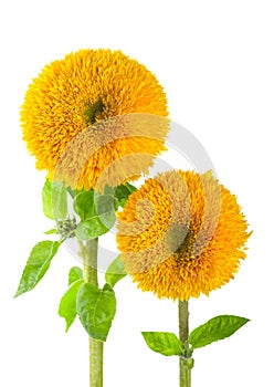 Sunflowers, helianthus annuus photo