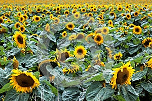 Sunflowers (Helianthus annuus)