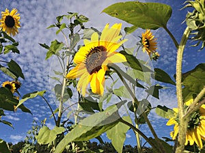 Sunflowers - Helianthus Annuus