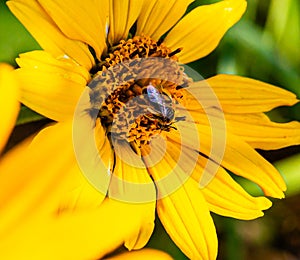 Sunflowers Helianthus annuus with bumblebee on disc florets