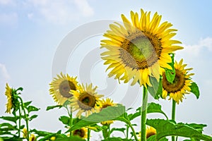 Sunflowers or Helianthus annuus field