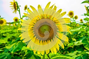 Sunflowers or Helianthus annuus field