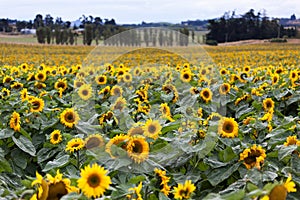 Sunflowers (Helianthus annuus)