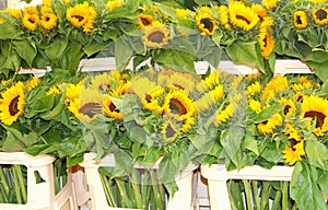 Sunflowers Helianthus market stall, Jordaan, Amsterdam, Holland photo