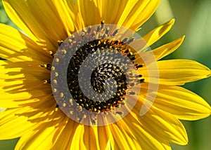 Sunflowers - Helianthus petiolaris