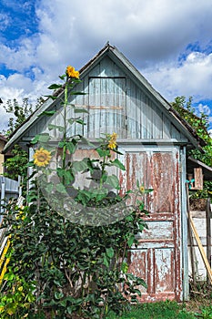 Sunflowers higher than building