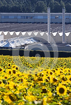 Sunflowers and industry