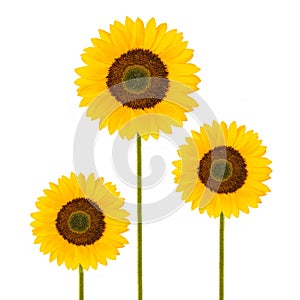 Sunflowers isolated