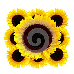 Sunflowers isolated on white background