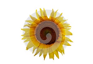 Sunflowers isolated in white background. Harvesting Sunflower Seeds in agriculture