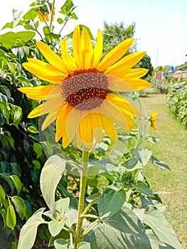 Sunflower in field. Closeup of yellow sun flower. Farming concept. Background, nature, summer, seed, circle, petals.Sunflowers,