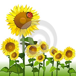 Sunflowers and ladybird isolated